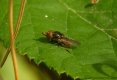 Hoverflies: Rhingia campestris